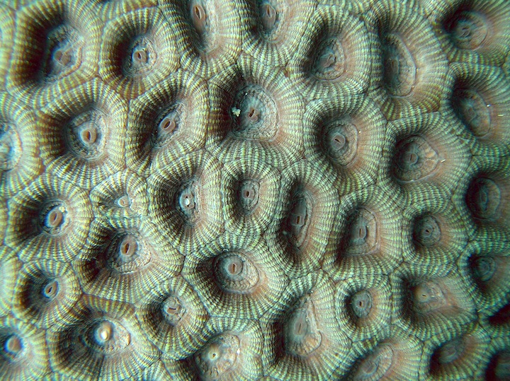 Coral Species 7