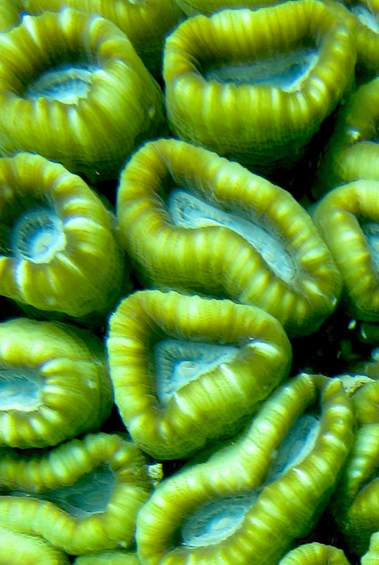 Coral Species 8