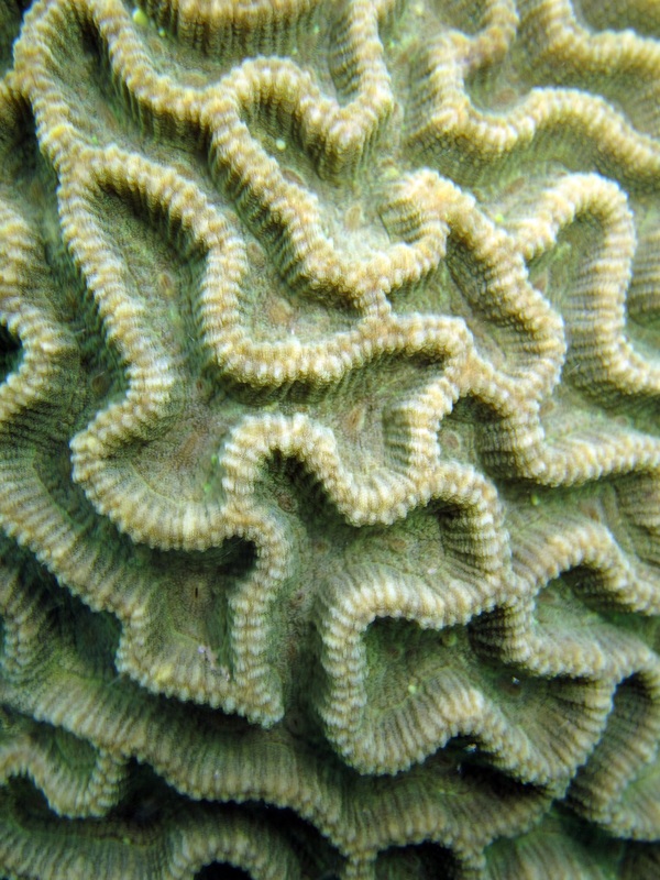 Coral Species 9