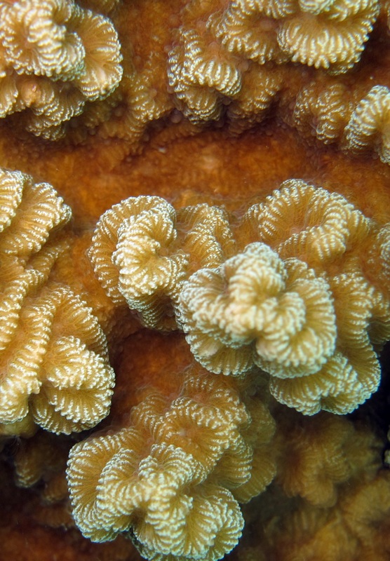 Coral Species 10