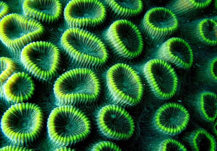 Coral Species 11