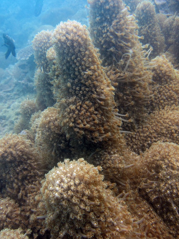 Coral Species 12