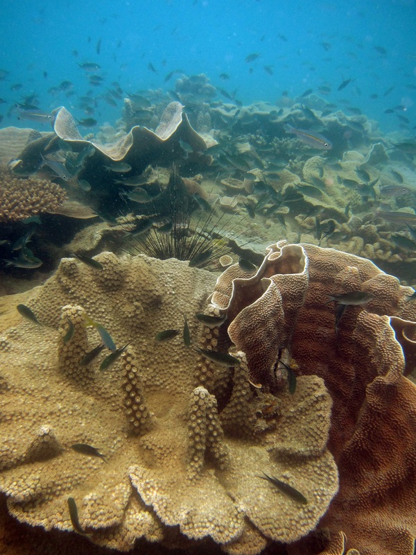 Coral Species 13