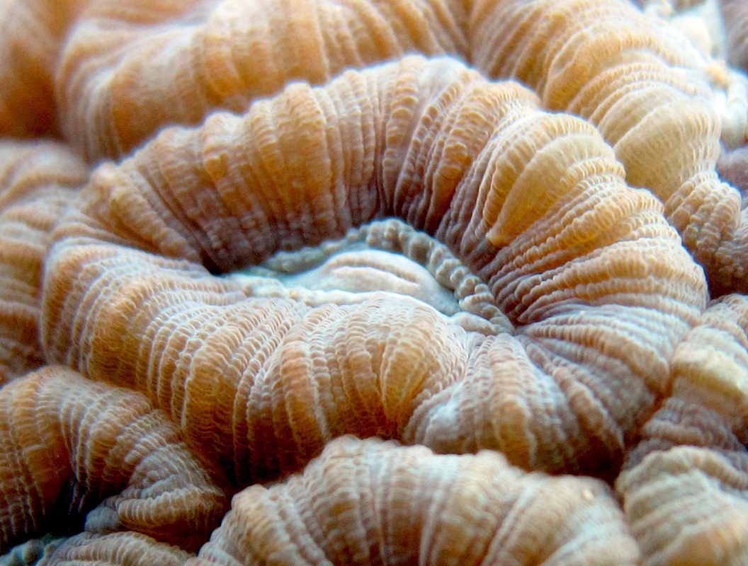 Coral Species 14