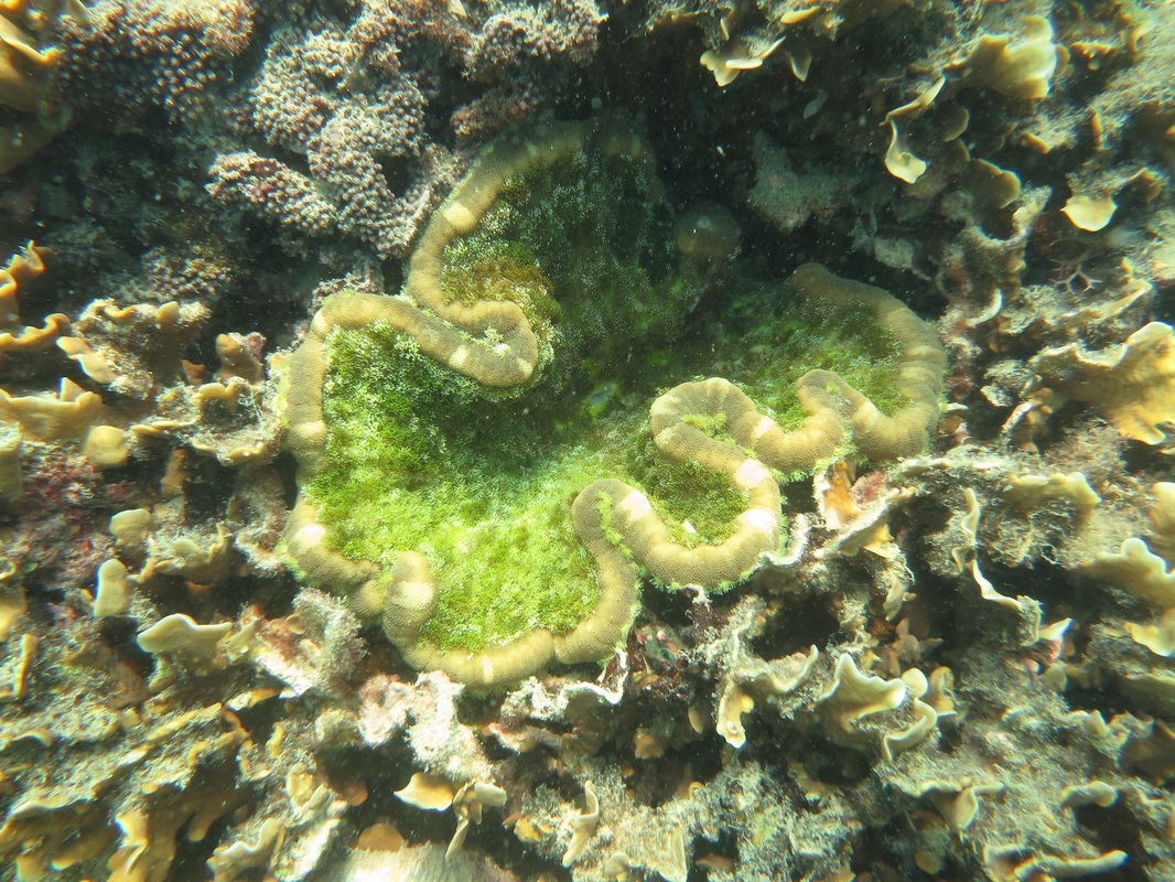 Coral Species 15