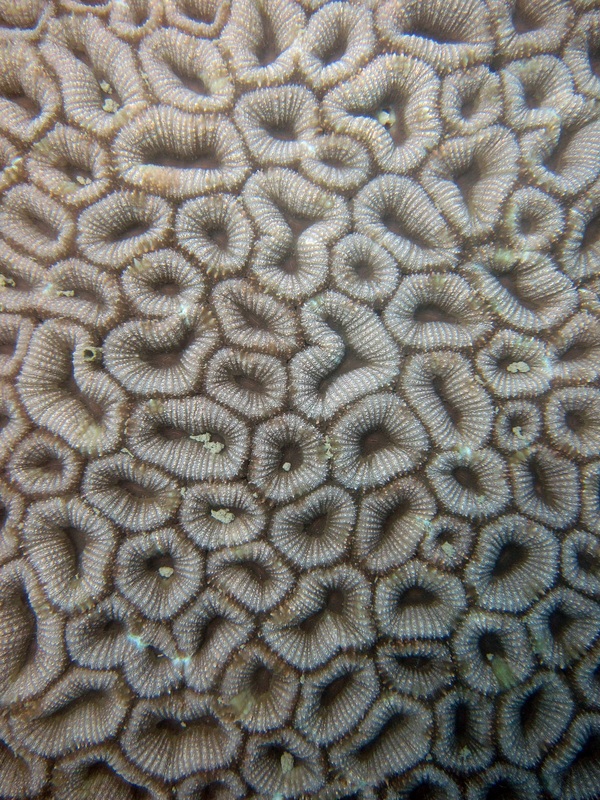 Coral Species 16