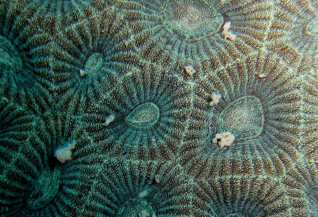 Coral Species 17