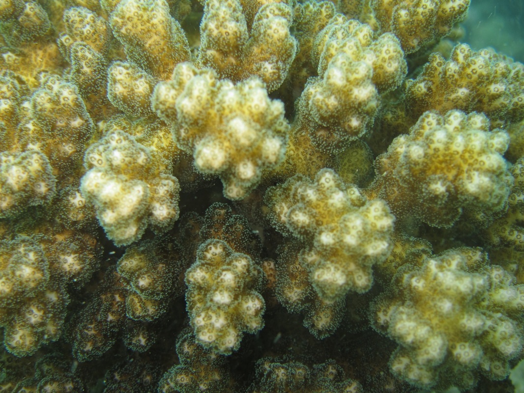 Coral Species 18