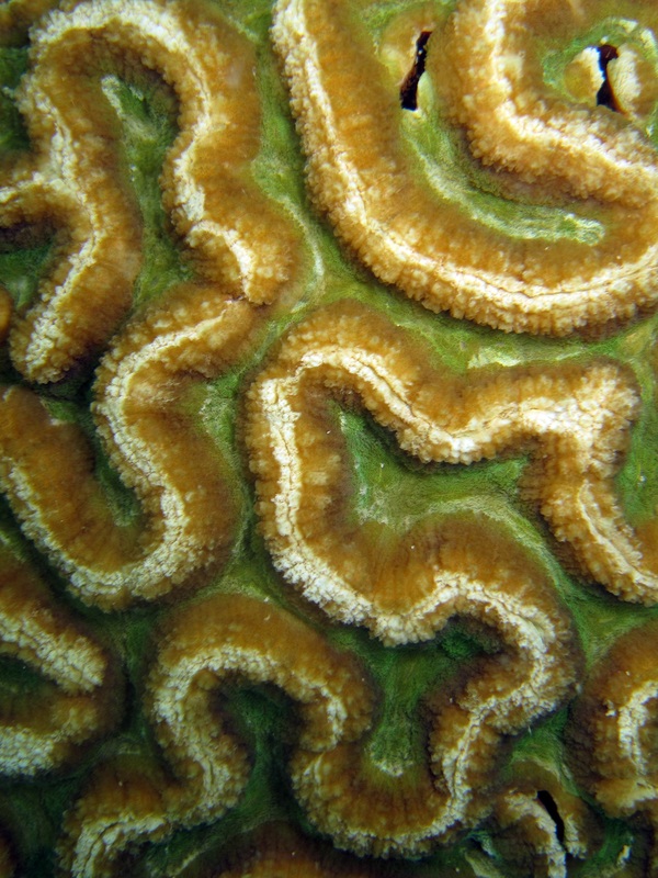 Coral Species 19
