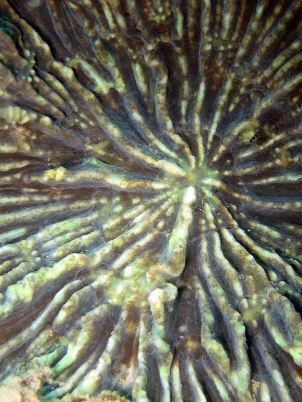 Coral Species 20
