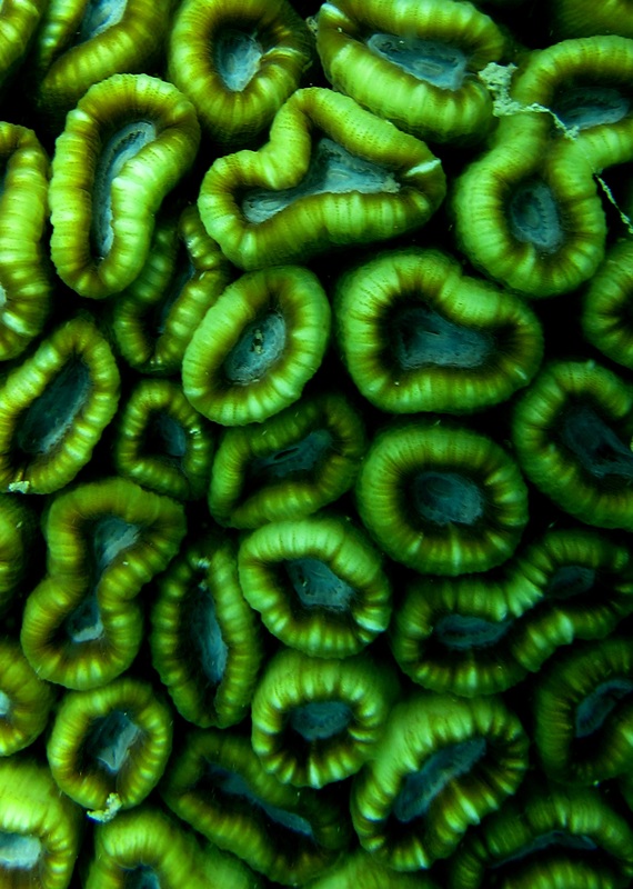 Coral Species 21