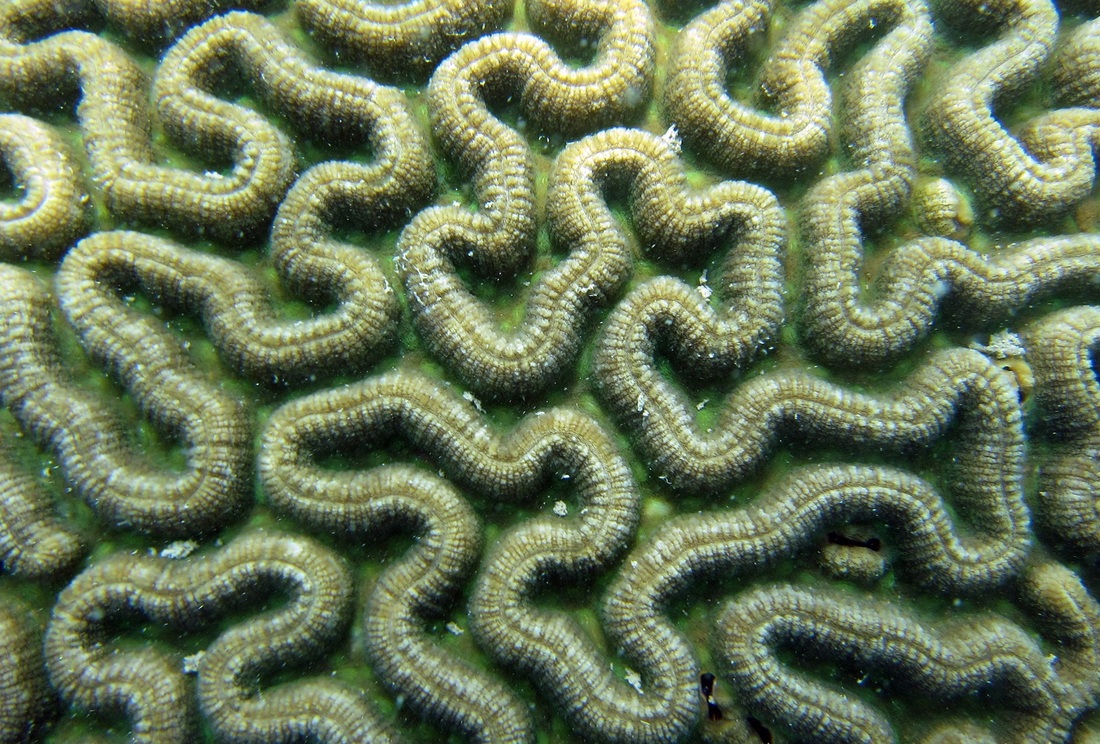 Coral Species 22