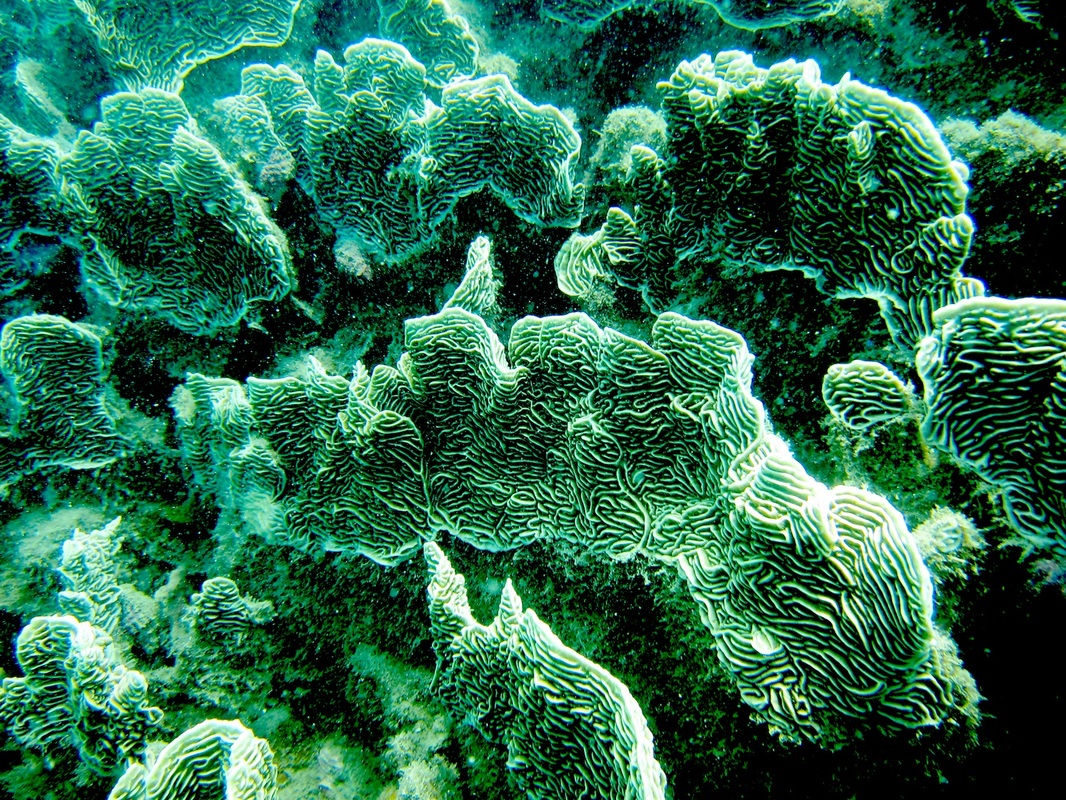 Coral Species 23