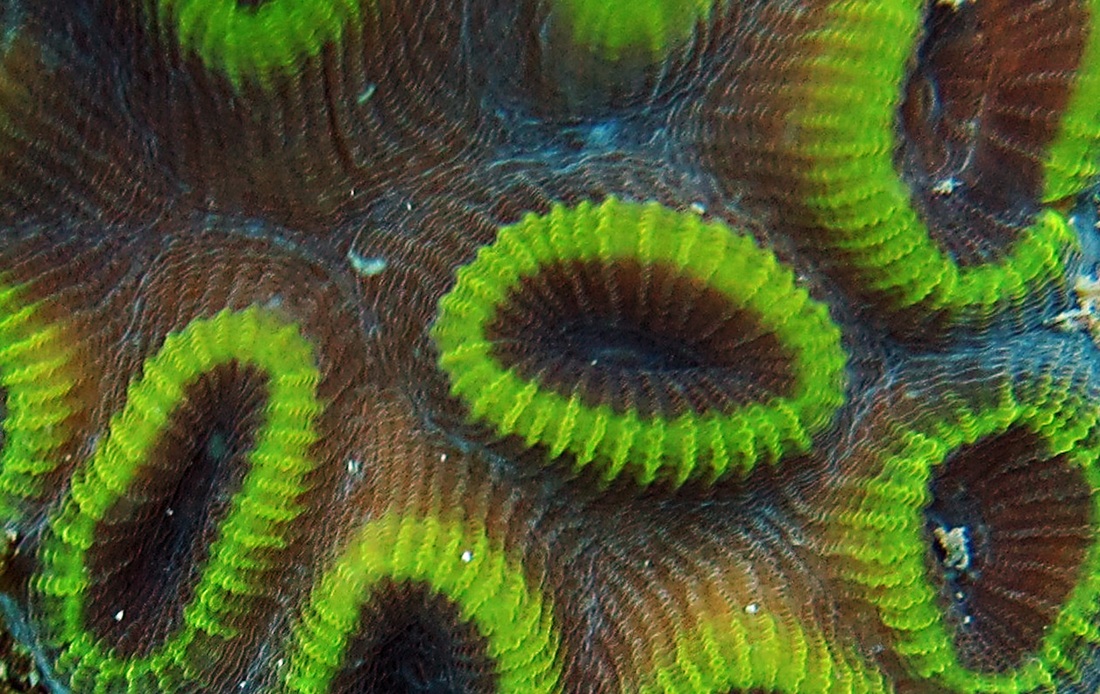 Coral Species 24