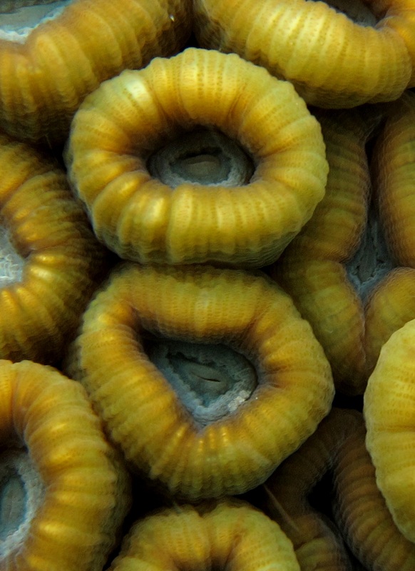 Coral Species 25