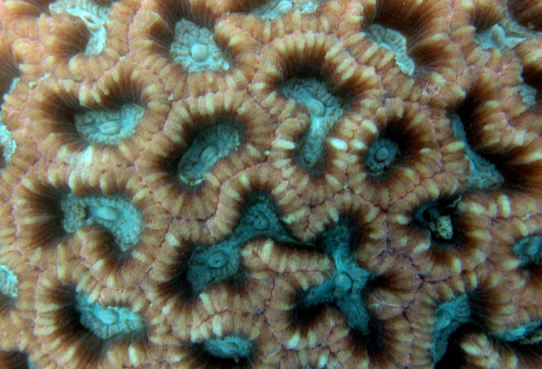 Coral Species 26