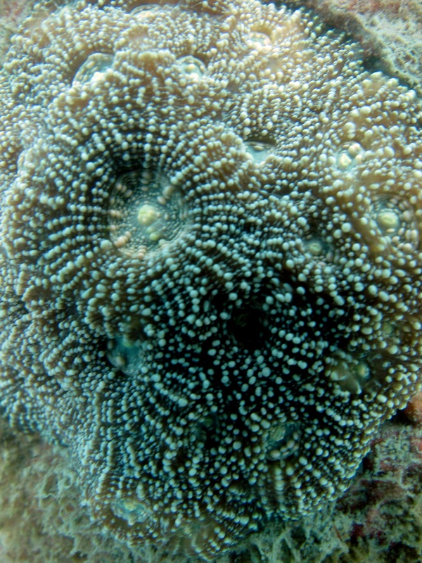 Coral Species 27