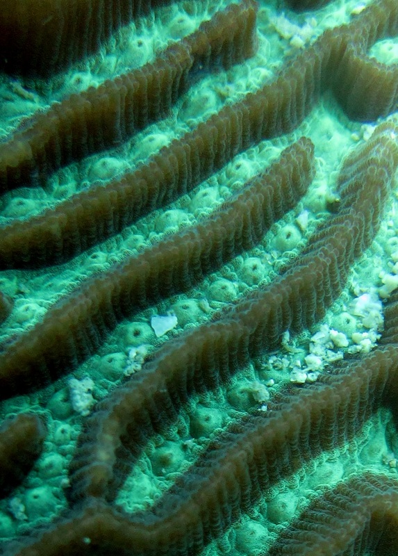 Coral Species 28