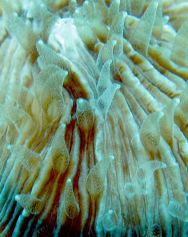 Coral Species 29