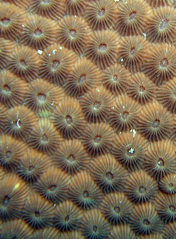 Coral Species 30