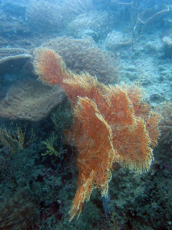 Coral Species 31
