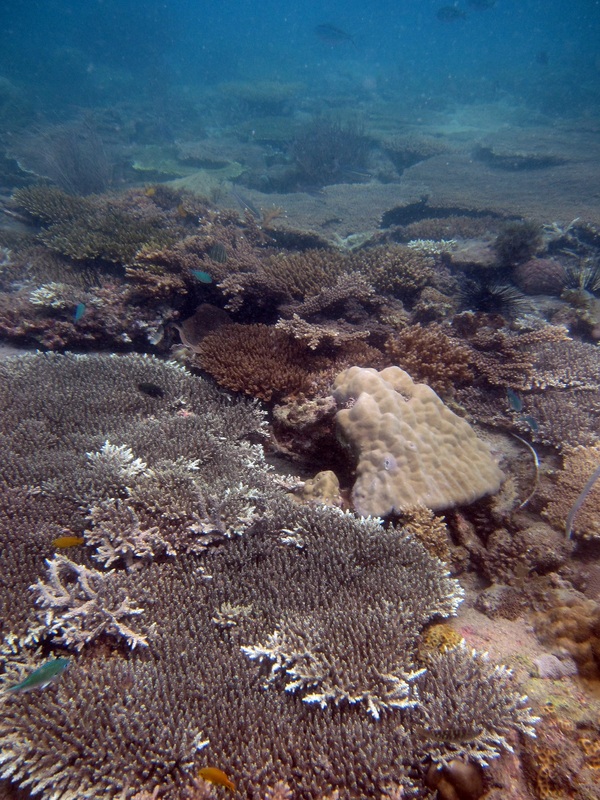Coral Species 32