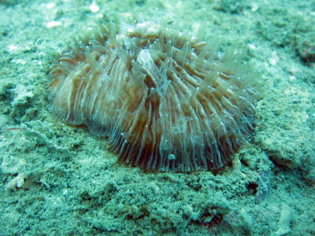 Coral Species 33