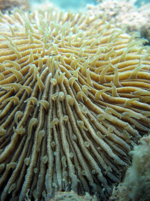 Coral Species 34