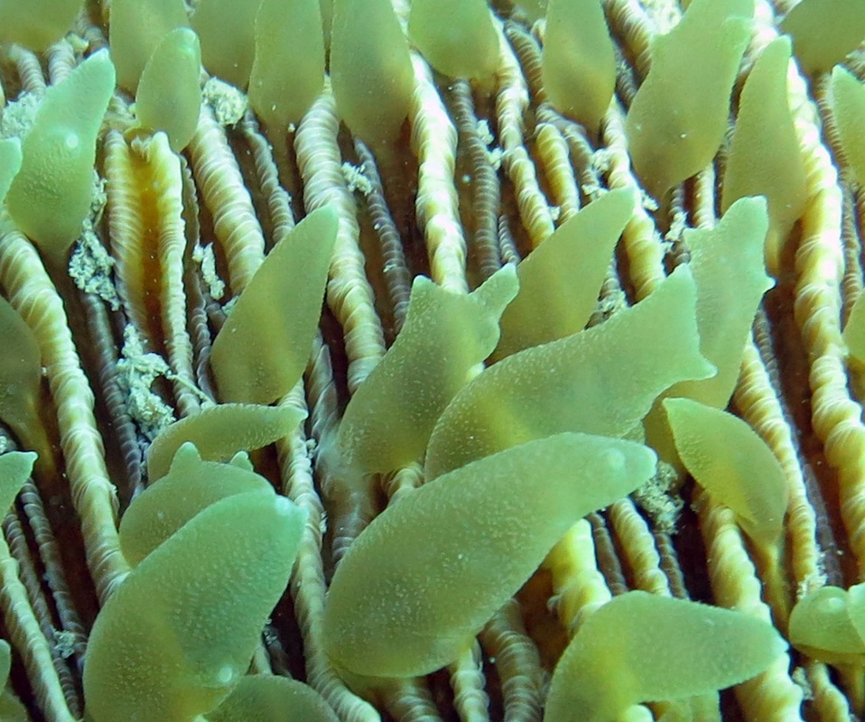 Coral Species 35