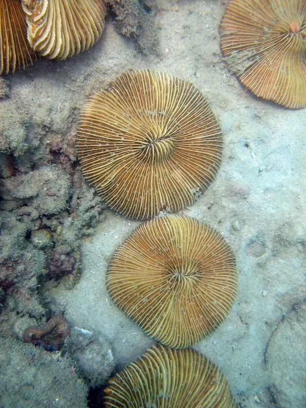 Coral Species 36
