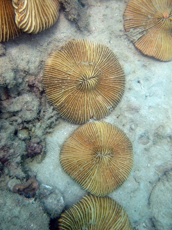 Coral Species 37