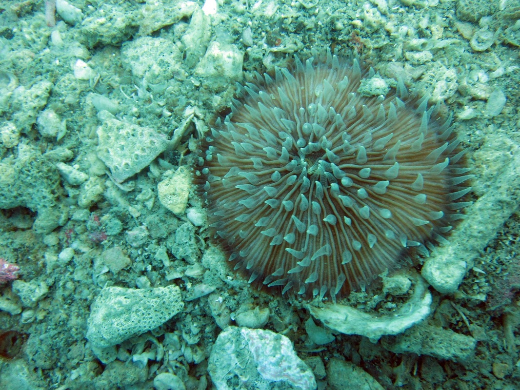 Coral Species 38
