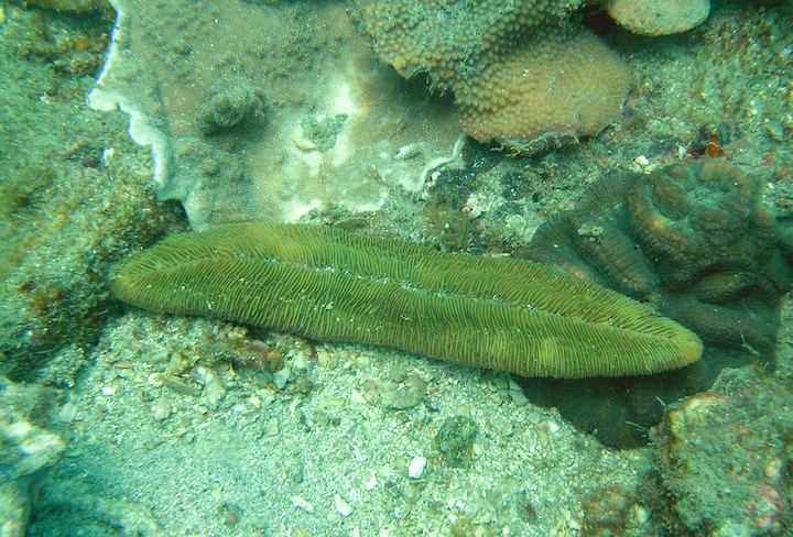 Coral Species 39