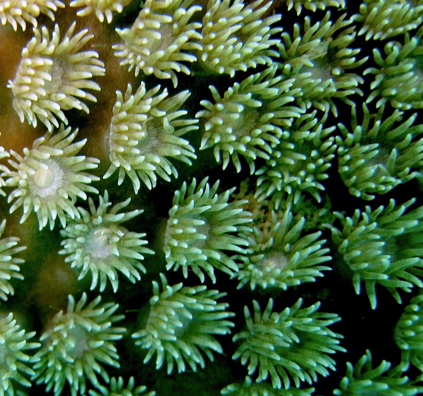 Coral Species 40