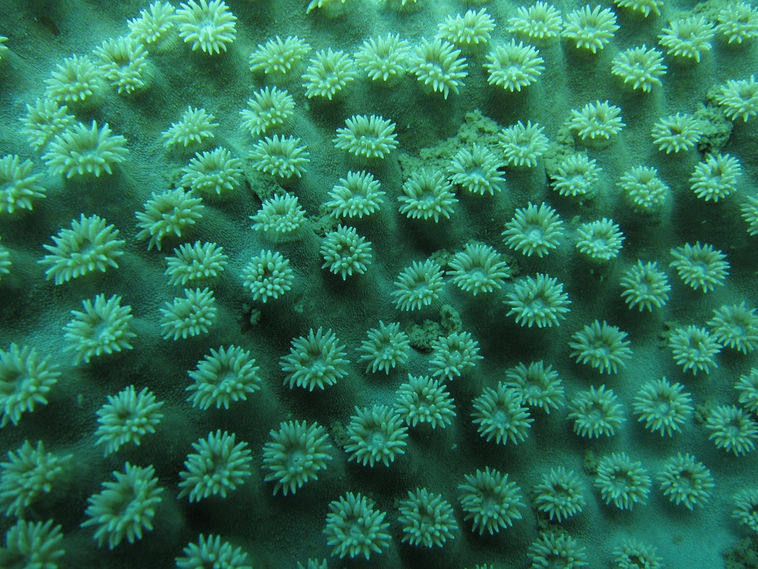 Coral Species 41