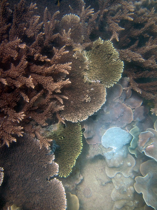 Coral Species 42