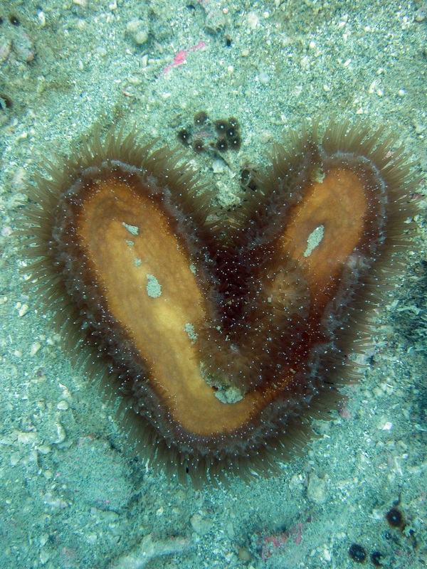 Coral Species 44
