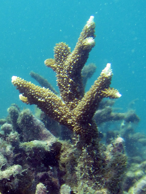 Coral Species 45