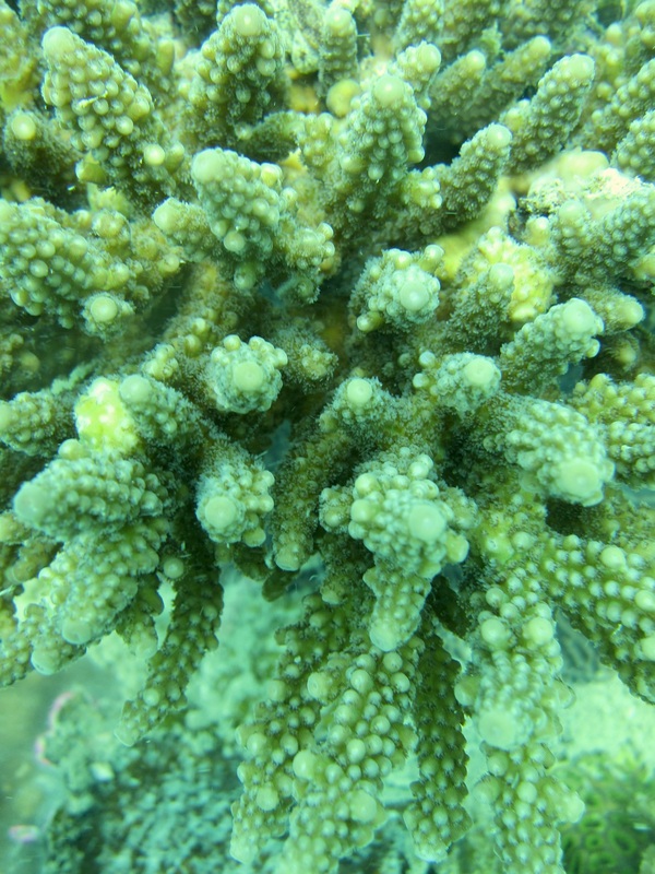 Coral Species 46