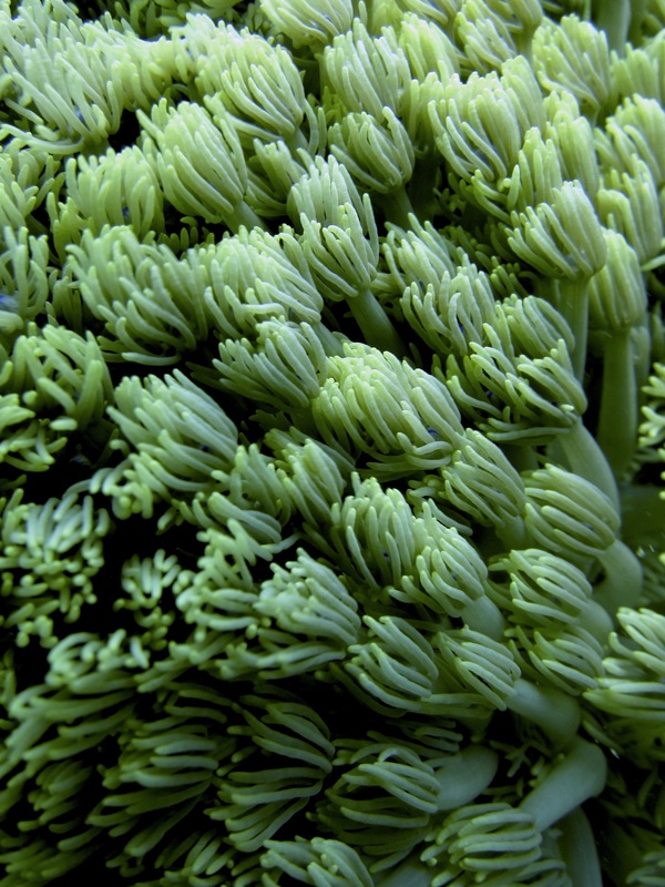 Coral Species 47