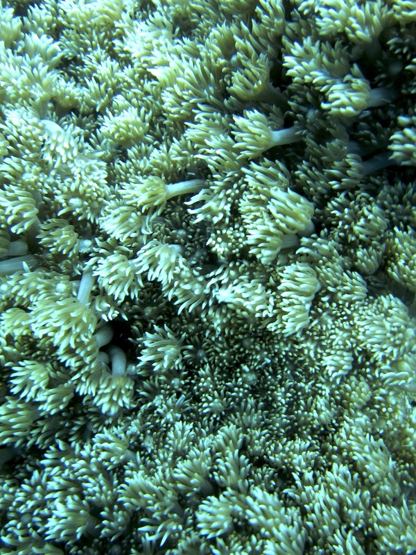 Coral Species 48