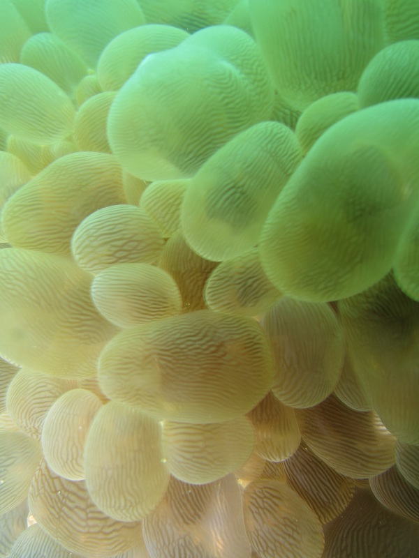 Coral Species 49
