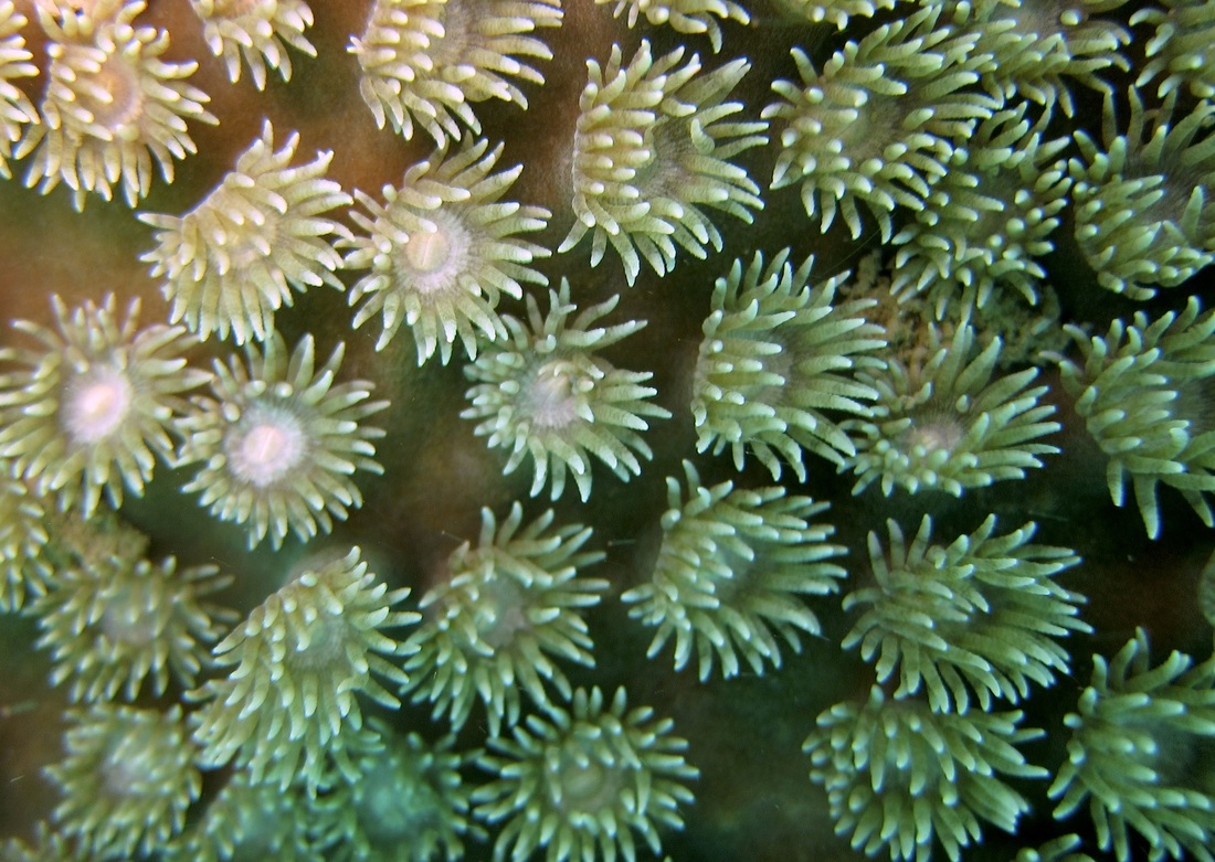Coral Species 50
