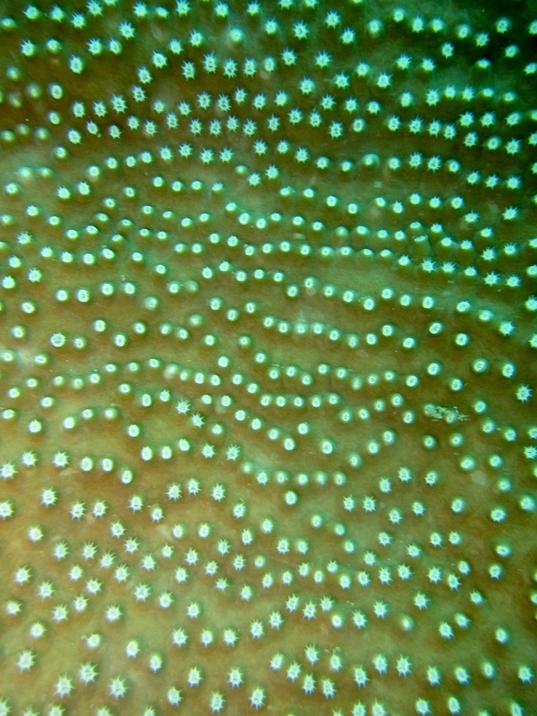 Coral Species 51