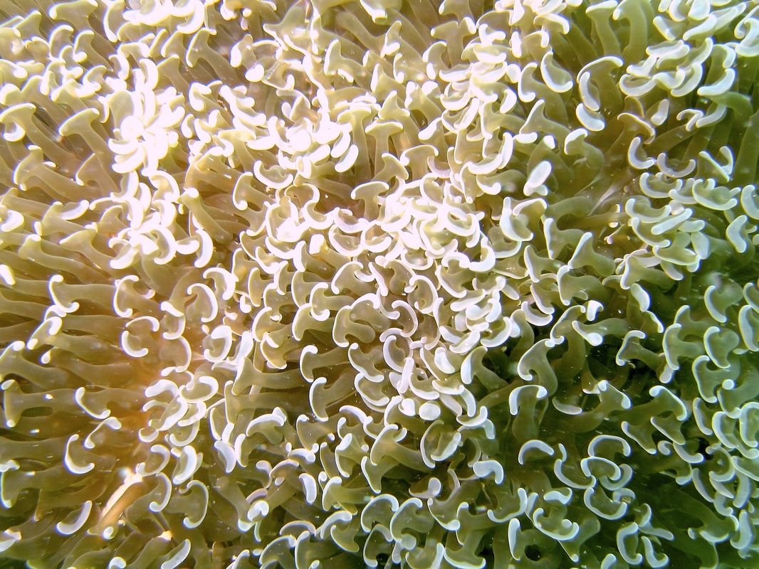 Coral Species 52