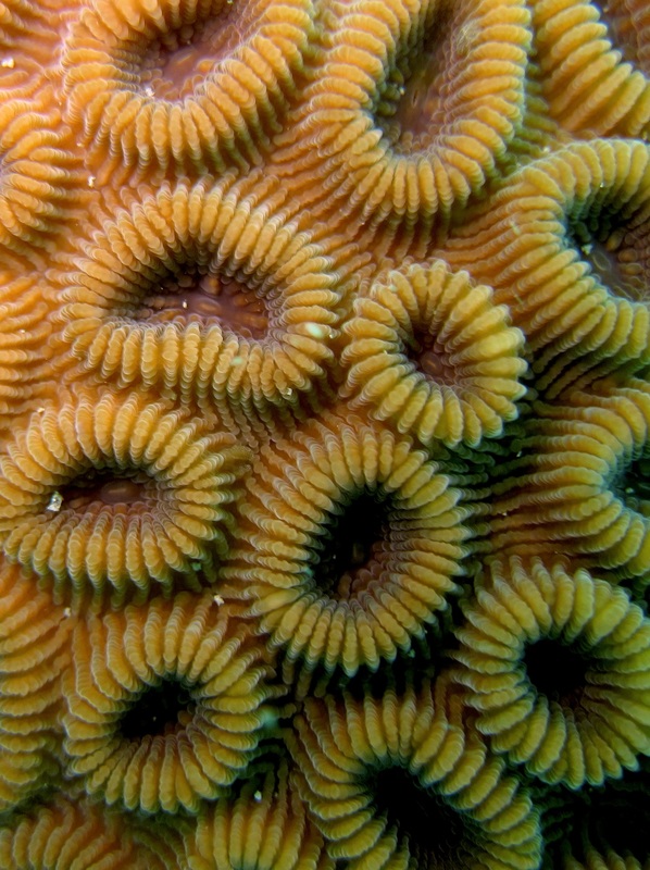 Coral Species 53
