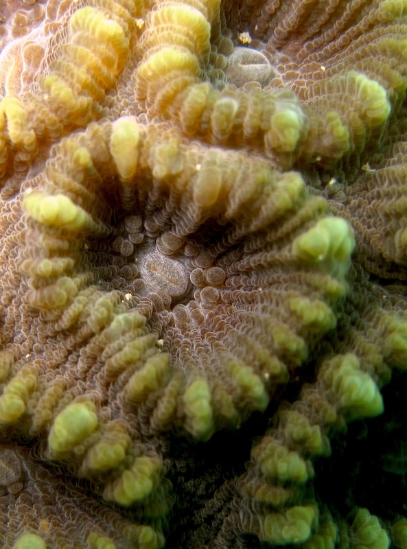 Coral Species 54