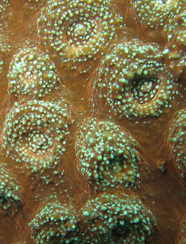 Coral Species 55