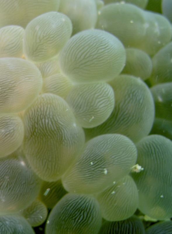 Coral Species 56