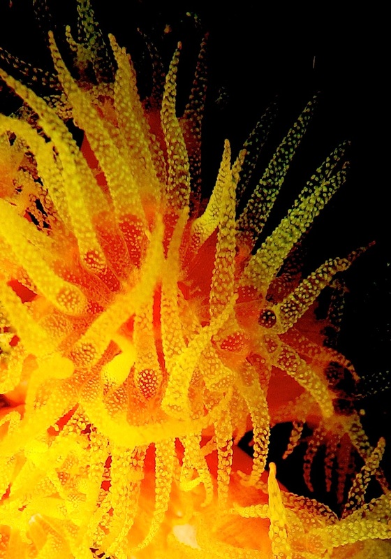 Coral Species 57